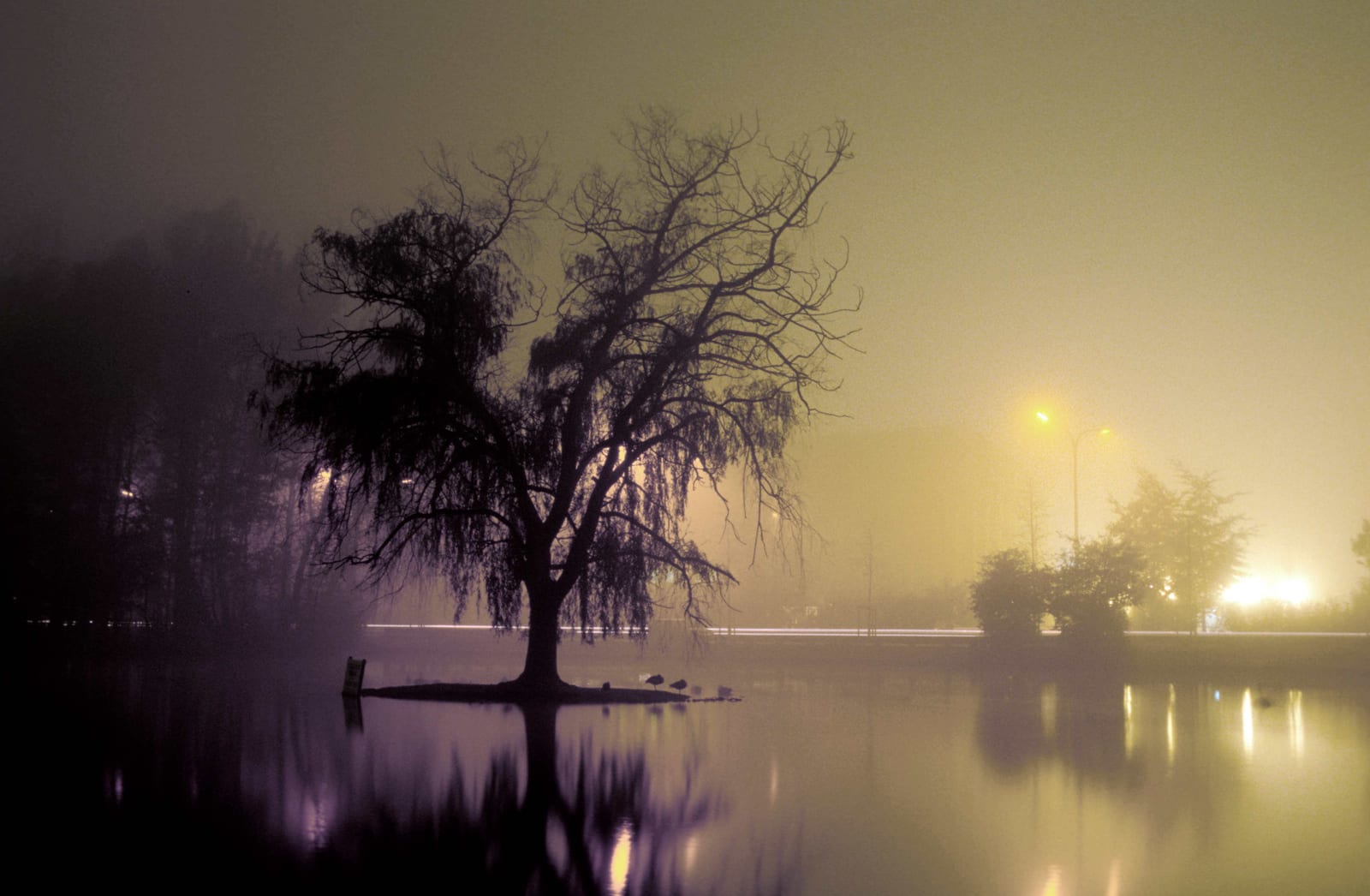 Un arbre isolé au bord d’un étang et son reflet dans l’eau, sous un ciel mauve chargé de brume