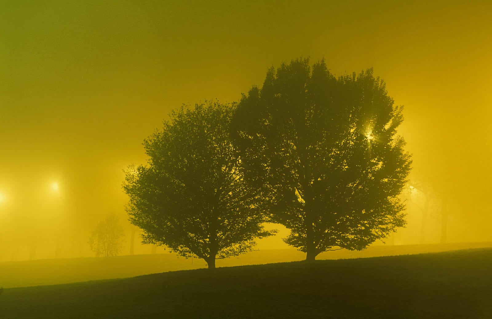Deux arbres jumeaux en contre-jour sur une pelouse, dans un brouillard jaune saturé