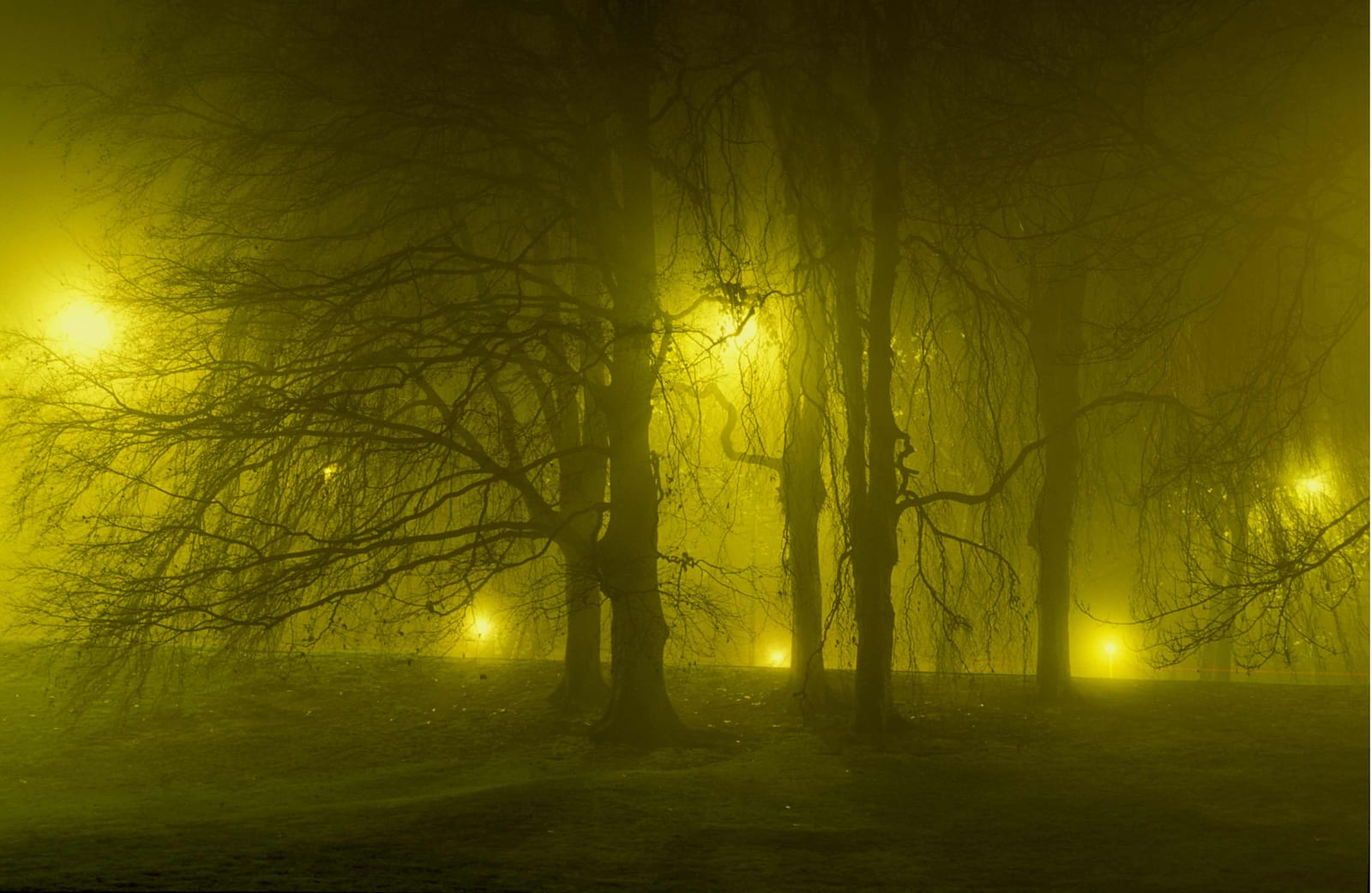 Des arbres dénudés cernés de halos jaunes dans un brouillard épais