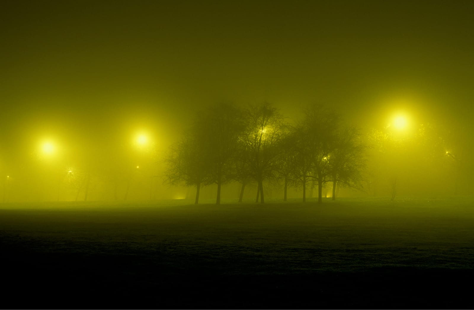 Une file de réverbères alignés derrière une haie d’arbres, réduits à des halos par la brume