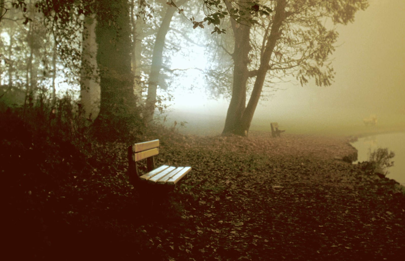 Un banc vide sous les arbres au bord d’un étang, dans une lumière rougeoyante d’automne