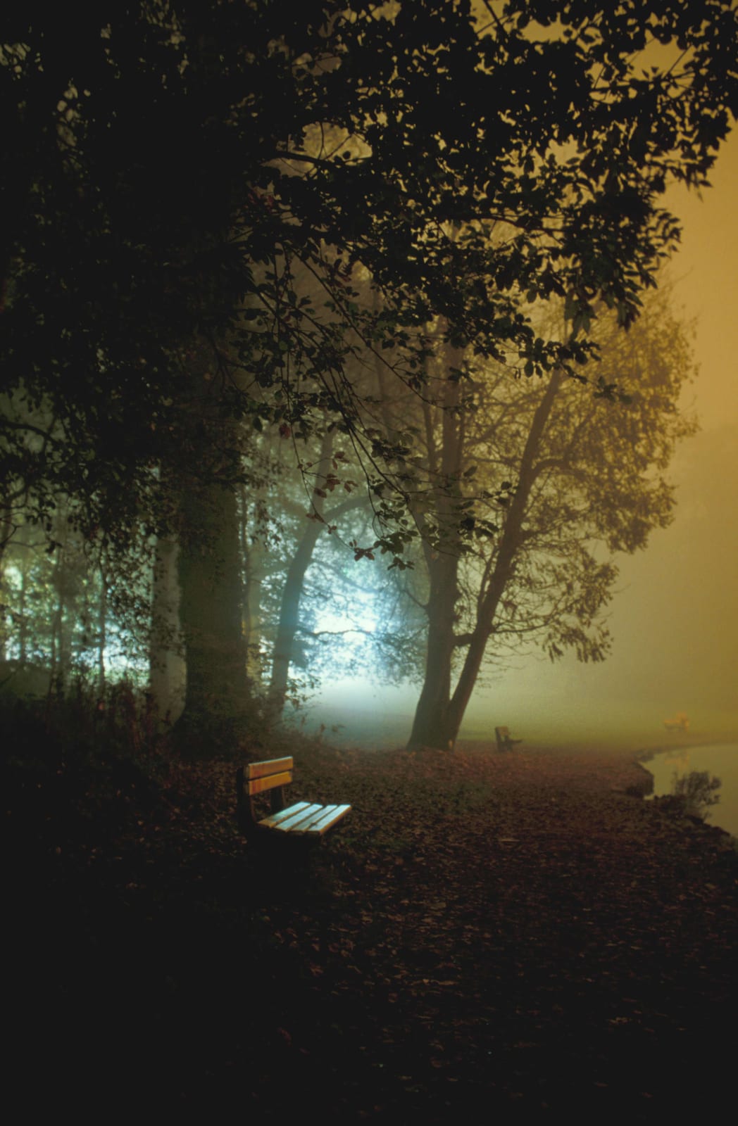 Deux bancs au creux d’un sous-bois sombre, une trouée de lumière au fond