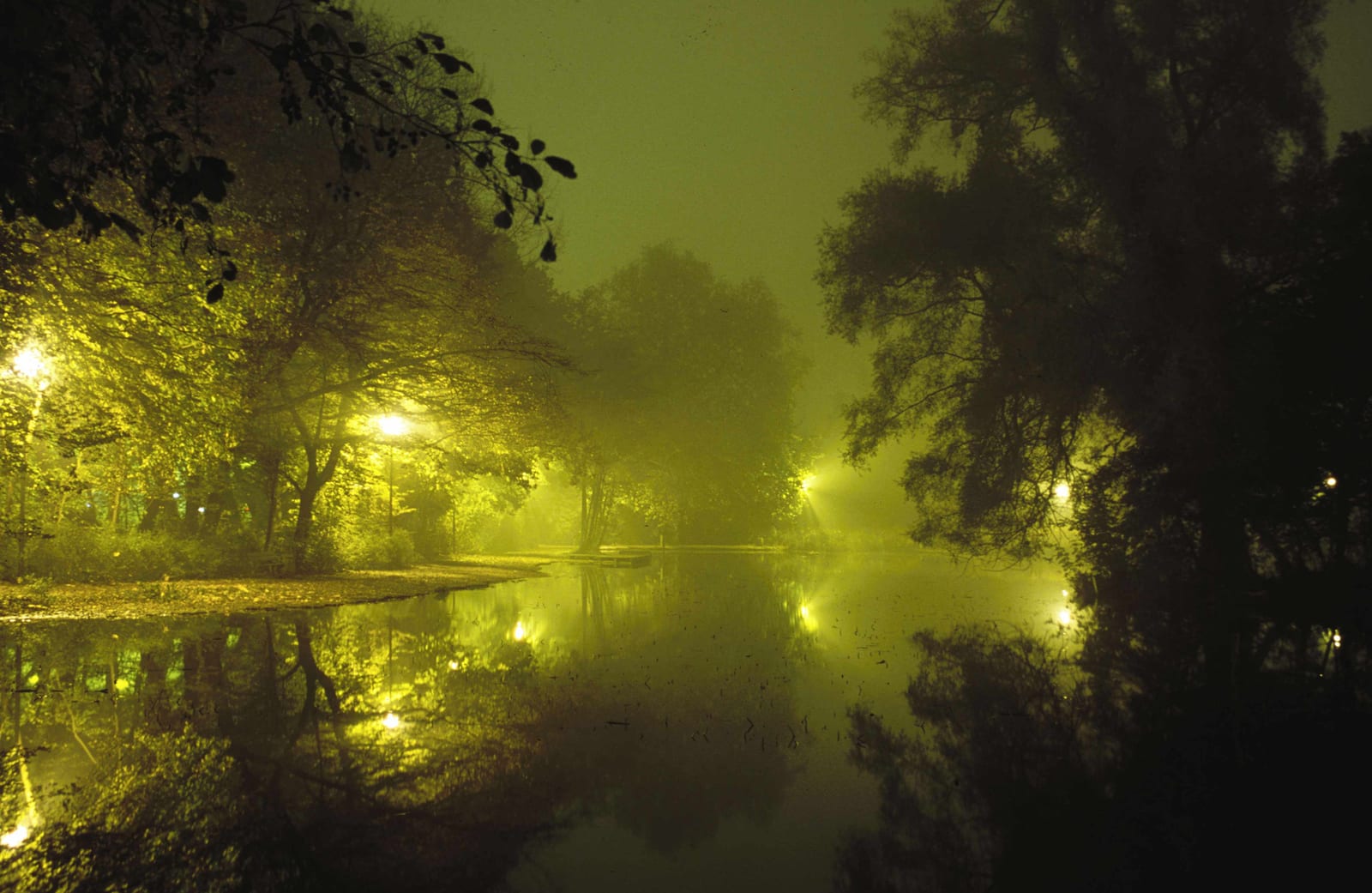 Un sous-bois au bord de l’eau, les lumières du parc se reflétant à la surface